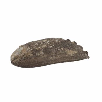 Epic Wholesale - Shaman's Choice Shell