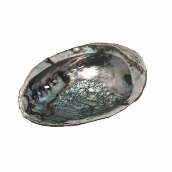 Epic Wholesale - Shaman's Choice Shell